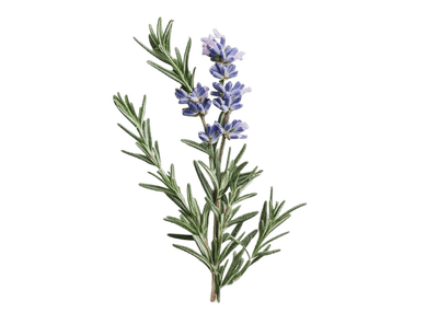 Floral Fragrance